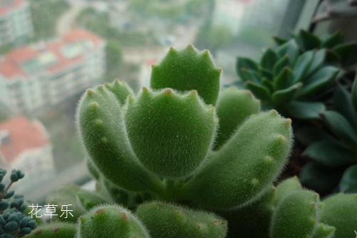 筱沫女神驾到的乐园99久热在线精品视频观看，魅力与梦幻交织的奇妙世界